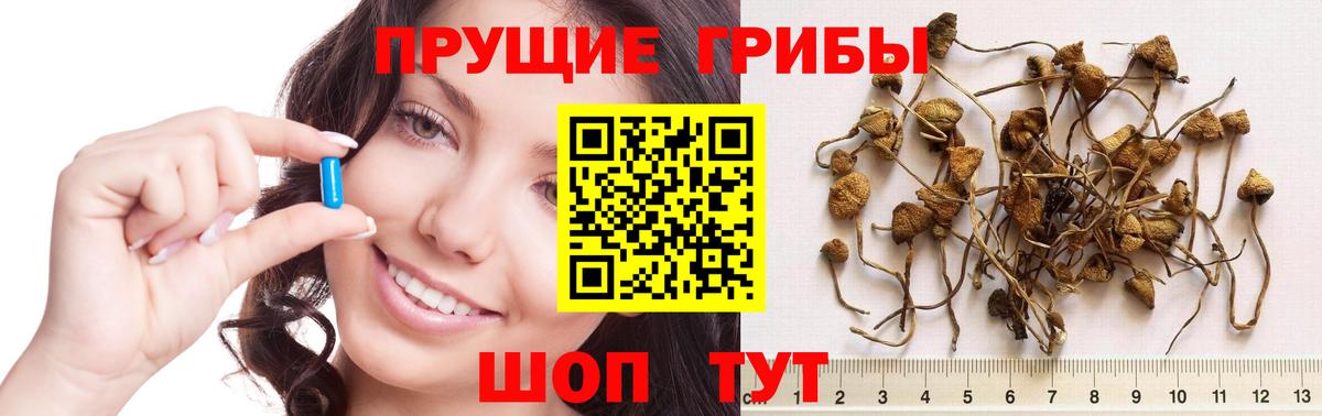 как найти наркотики  Галлюциногенные грибы MAGIC MUSHROOMS  Вход с VPN  Северск 